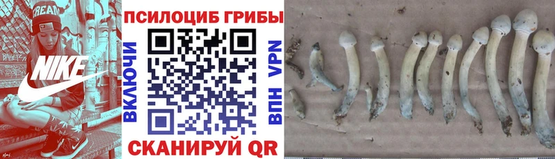 Галлюциногенные грибы MAGIC MUSHROOMS Купить где Истра